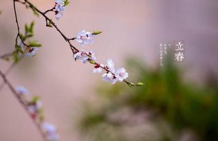 2018年的春天从何开始立春具体日期大 2018年的春天从何开始立春具体日期大