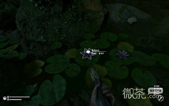 《绿色地狱》睡莲花用途一览
