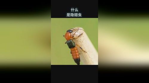 黄鳝进洞时头部先入洞还是尾部先入洞 黄鳝进洞时头部先入洞还是尾部先入洞