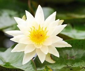 何为莲花之心,探寻心灵的至高境 何为莲花之心,探寻心灵的至高境