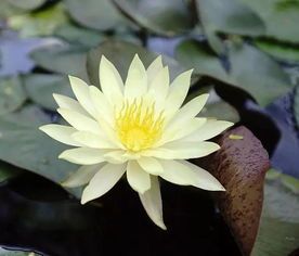 何为莲花之心,探寻心灵的至高境 何为莲花之心,探寻心灵的至高境