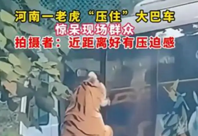动物园老虎压住观光大巴群众惊叫 动物园老虎压住观光大巴群众惊叫
