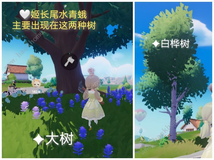 心动小镇姬长尾水青蛾在哪抓姬长尾水青蛾刷新位置地图点一览 心动小镇姬长尾水青蛾在哪抓姬长尾水青蛾刷新位置地图点一览