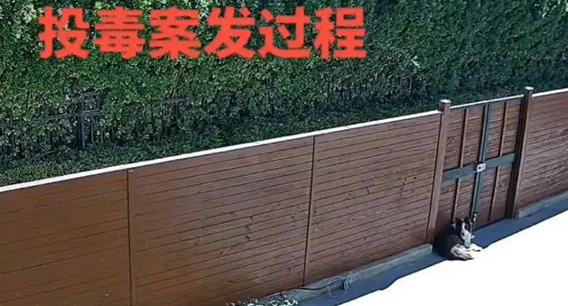 男子两只宠物犬被人隔墙毒死 男子两只宠物犬被人隔墙毒死