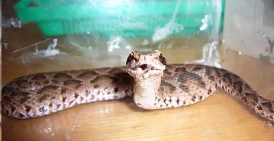 短尾蝮:田野中的隐秘猎手 短尾蝮:田野中的隐秘猎手
