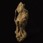 黑神话：悟空金趁心有多少个